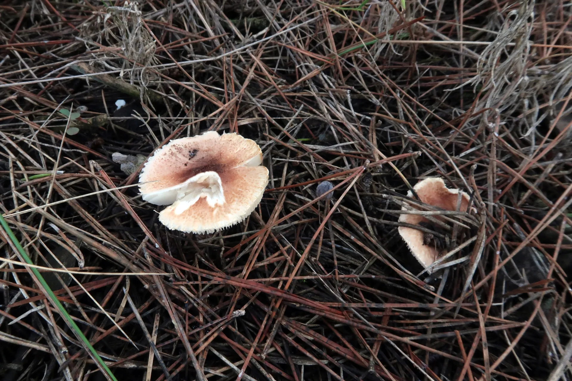 Lepiota subincarnata - 1 - IMG_2350